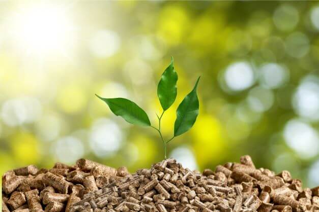Biomass fuel with sapling protruding from it